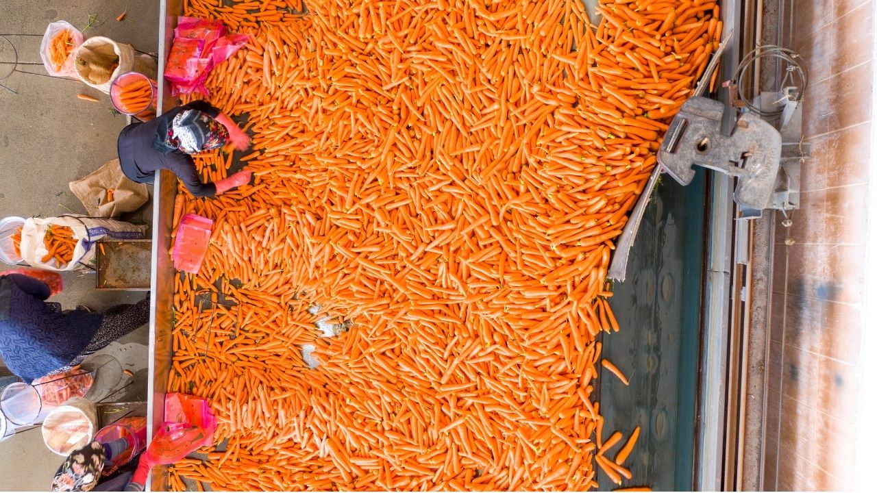 tarım ve gıda sektörü