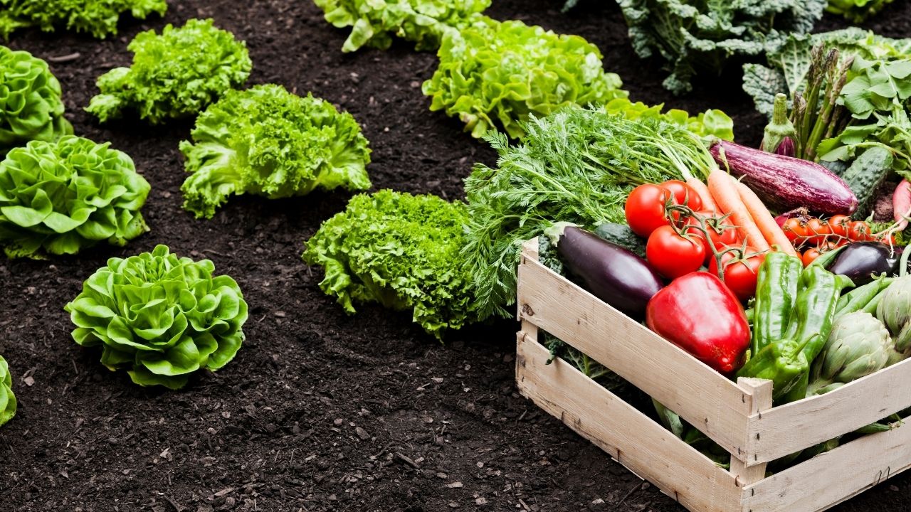 Tarım ve gıda sektöründe geleceğin meslekleri resim: 0